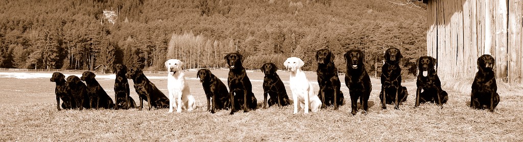 Retriever-Training
