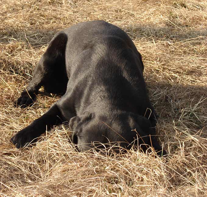 Flint versteckt sich