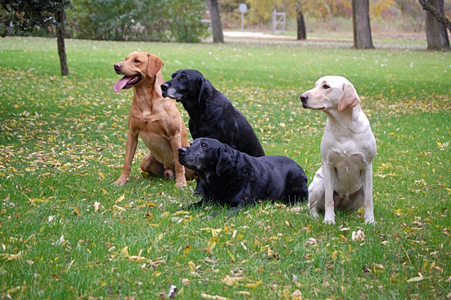 Generationen Bracken und seine Oma Amazing Ragweed of Lubberland, Rubys Oma Zed's Fly vom Tennikerweidli und Ruby