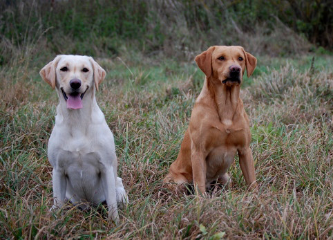 Ruby und Bracken Wie Ruby beißt sich auch Bracken auf die Lippe wenn er aufgeregt ist!