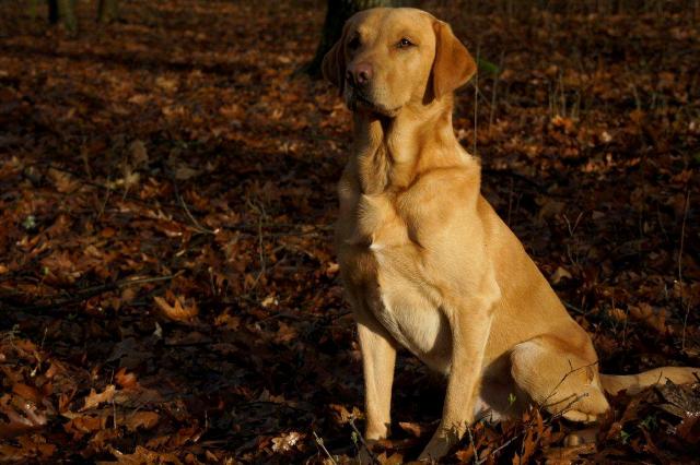 Beechdale's Bracken mit 3 Jahren