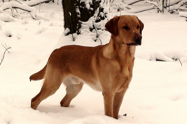 Bracken
