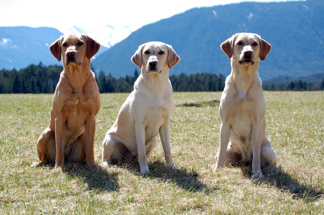 lizzie mit mama ruby und schwester bee