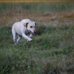 ruby im anmarsch
