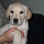 RUby mit 7 Wochen