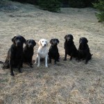 Family: Flint, Jade, Ruby, Schwester Brinja, Mama Bloom, Tante Choice