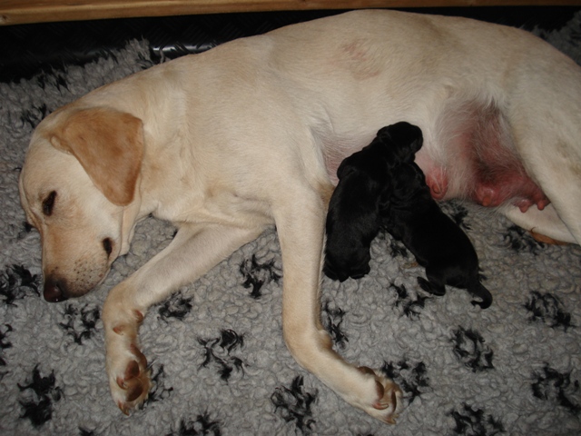 Ruby und ihre zwei Girls