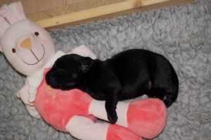 der Hase ist fast so schön wie Mamas Bauch