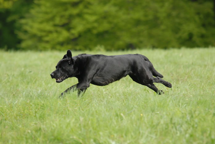 beechdale's ace