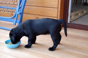 futter futter...
