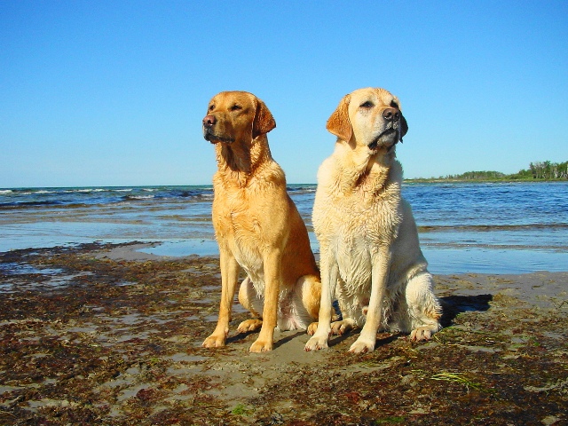 bracken und anton