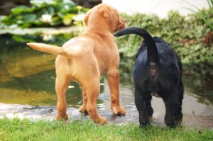 kitty und ginger