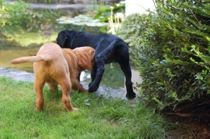 kitty und ginger