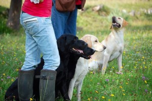 Cash, Jade und Ruby warten, Elvis im Hintergrund auch;-)