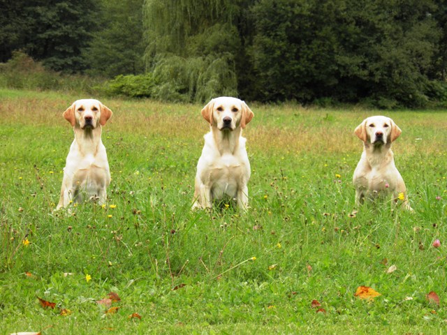 Bee, Broom und Suk beim WT Hafnersee