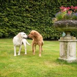 Ruby und Bertie 