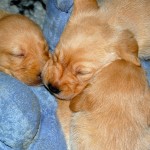 Kuscheltrio