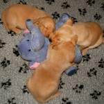 kuscheltrio