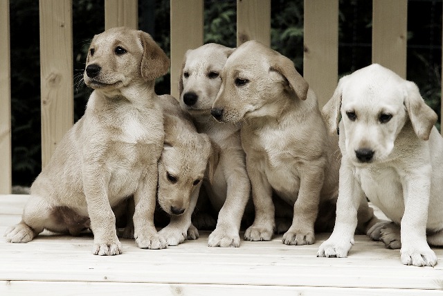 ginger-dusty-dash-rusty-sam