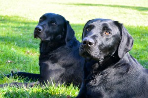 Papa Cash links und Beechdale's Finch