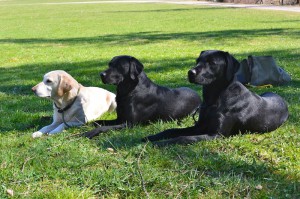 Oma Ruby, Papa Cash und Beechdale's Finch