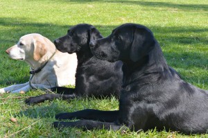 Oma Ruby, Papa Cash und Beechdale's Finch