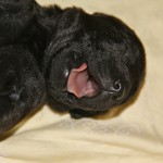Löckchen kann lachen