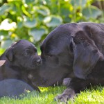 mama love