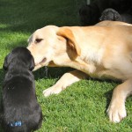 Piper und Herr Blau