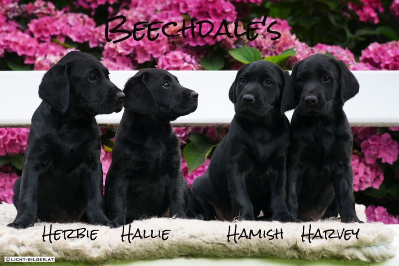 Beechdales Hchen Titelbild