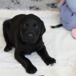 Harvey
