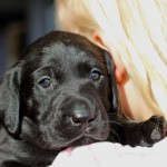 Harvey