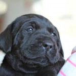 Hamish