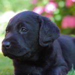 Hallie