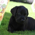 Hallie