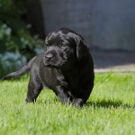 Hamish