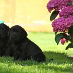 Herbie und Hamish