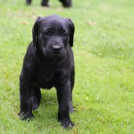 HARVEY