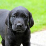 HARVEY