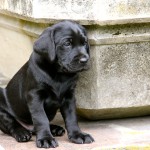 HAMISH