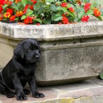 HAMISH