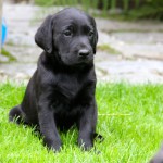 HARVEY