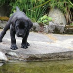 harvey