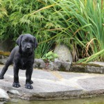 Harvey