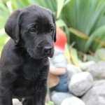 harvey