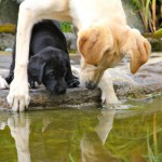 Piper und Herbie