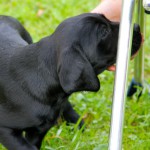HAMISH