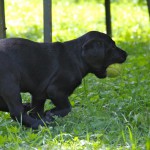 HARVEY