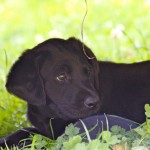 HALLIE