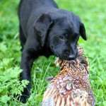 HALLIE